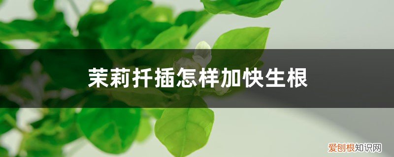 茉莉扦插生根最快方法用生根粉 茉莉扦插怎样加快生根
