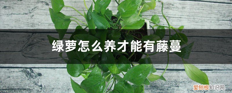 绿萝怎么养才能有藤蔓生长 绿萝怎么养才能有藤蔓