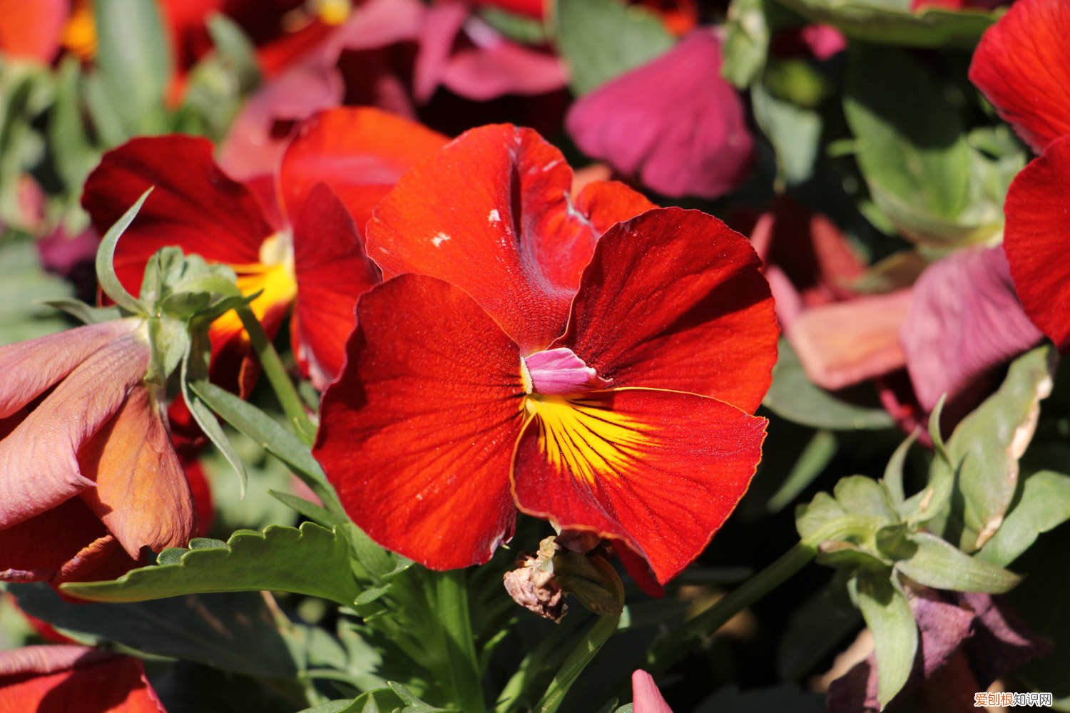 三色堇花怎么繁殖 三色堇怎么繁殖