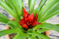 鸿运当头怎么浇水的视频 鸿运当头怎么浇水