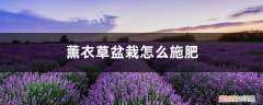 薰衣草可以用营养土种植吗 薰衣草盆栽怎么施肥