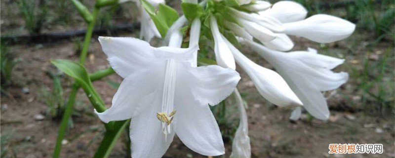 新买的玉簪怎么养护和保养 新买的玉簪怎么养