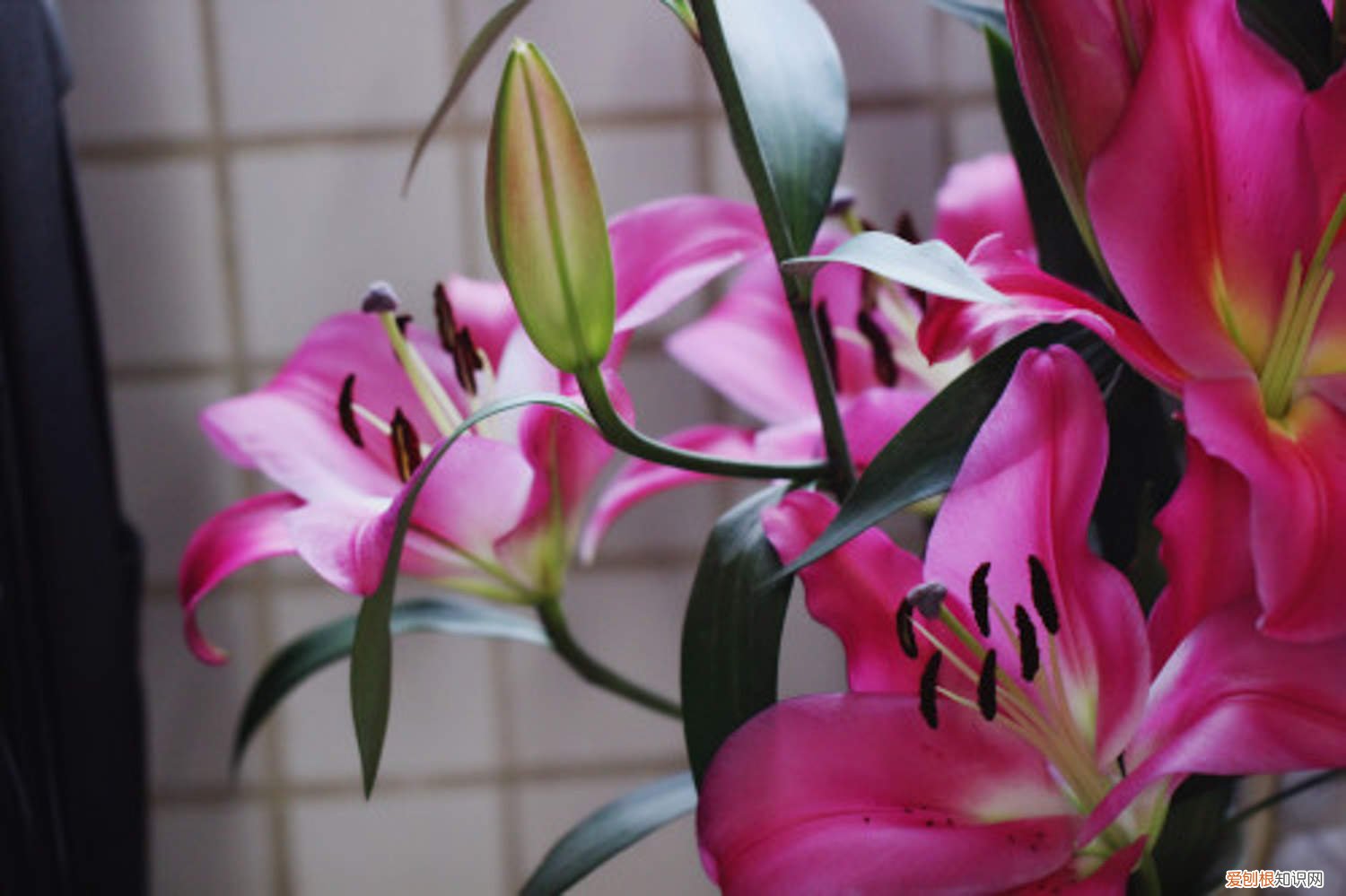 百合花可以室内养吗 百合花能在室内养吗
