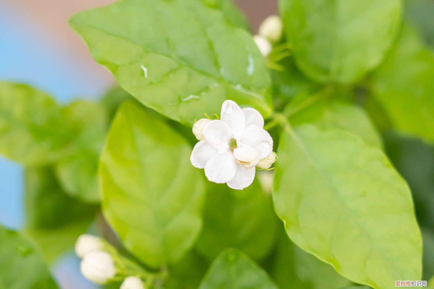 茉莉花开花后怎么剪 茉莉开花后如何剪枝