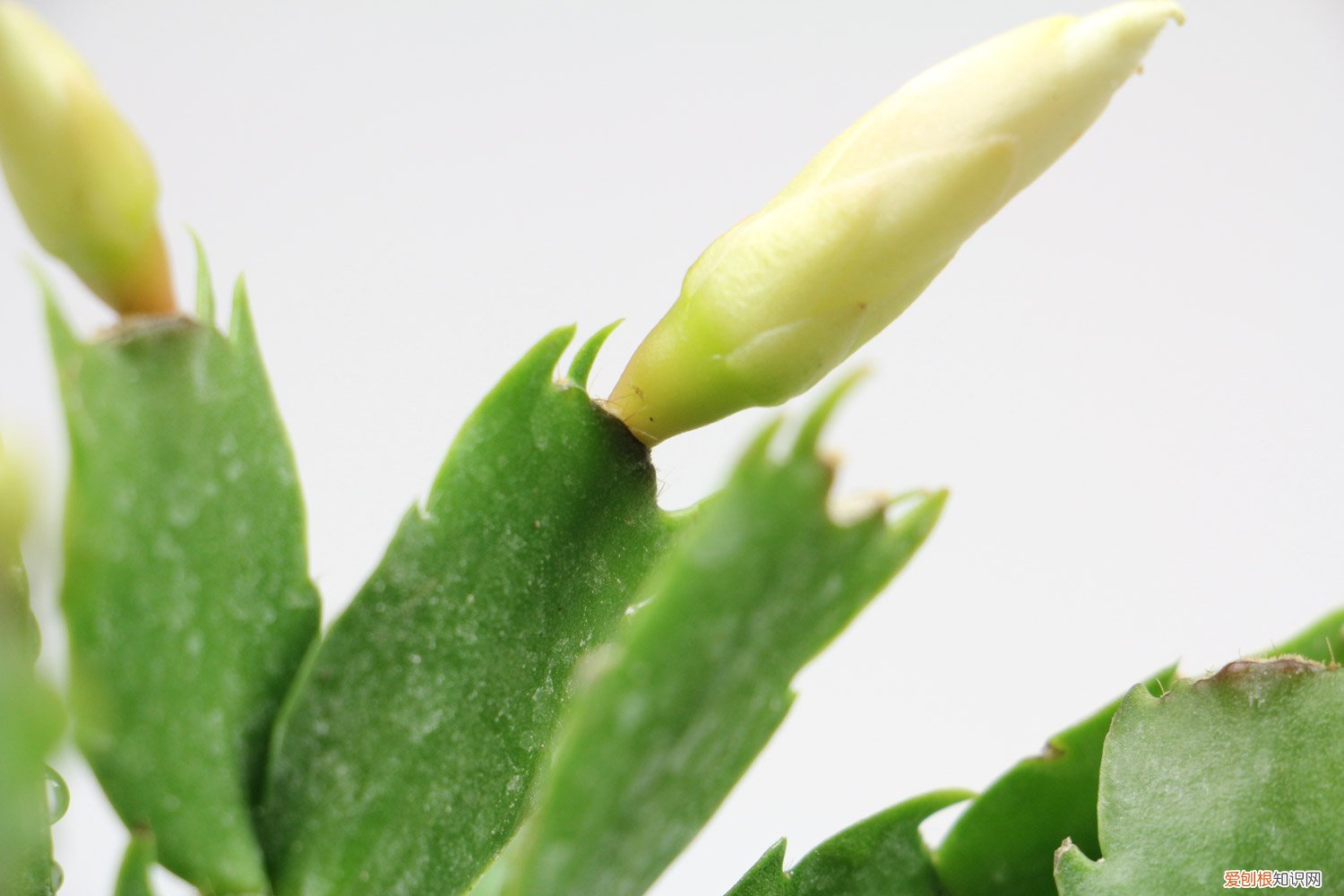 蟹爪兰什么时候嫁接最好? 蟹爪兰什么时候嫁接好