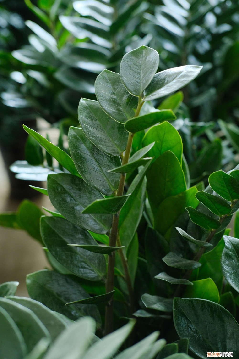 金钱树怎么养才茂盛多头 金钱树怎么养才茂盛