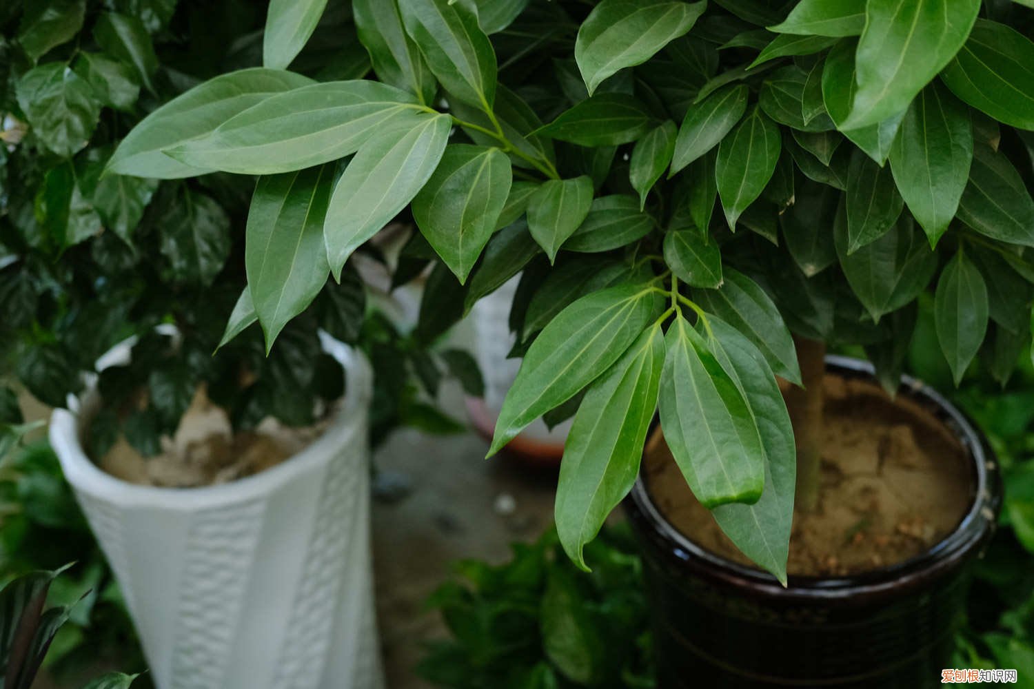 平安树的叶子怎么养绿色 平安树的叶子怎么养绿