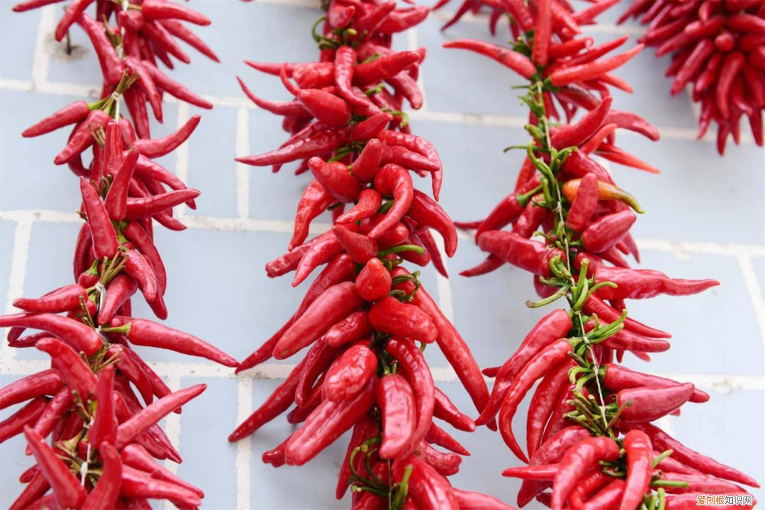 辣椒怎么种辣椒 辣椒怎么种