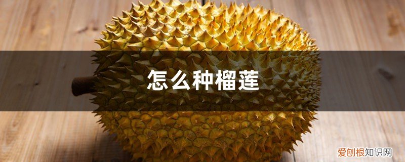 怎么种榴莲蜜 怎么种榴莲