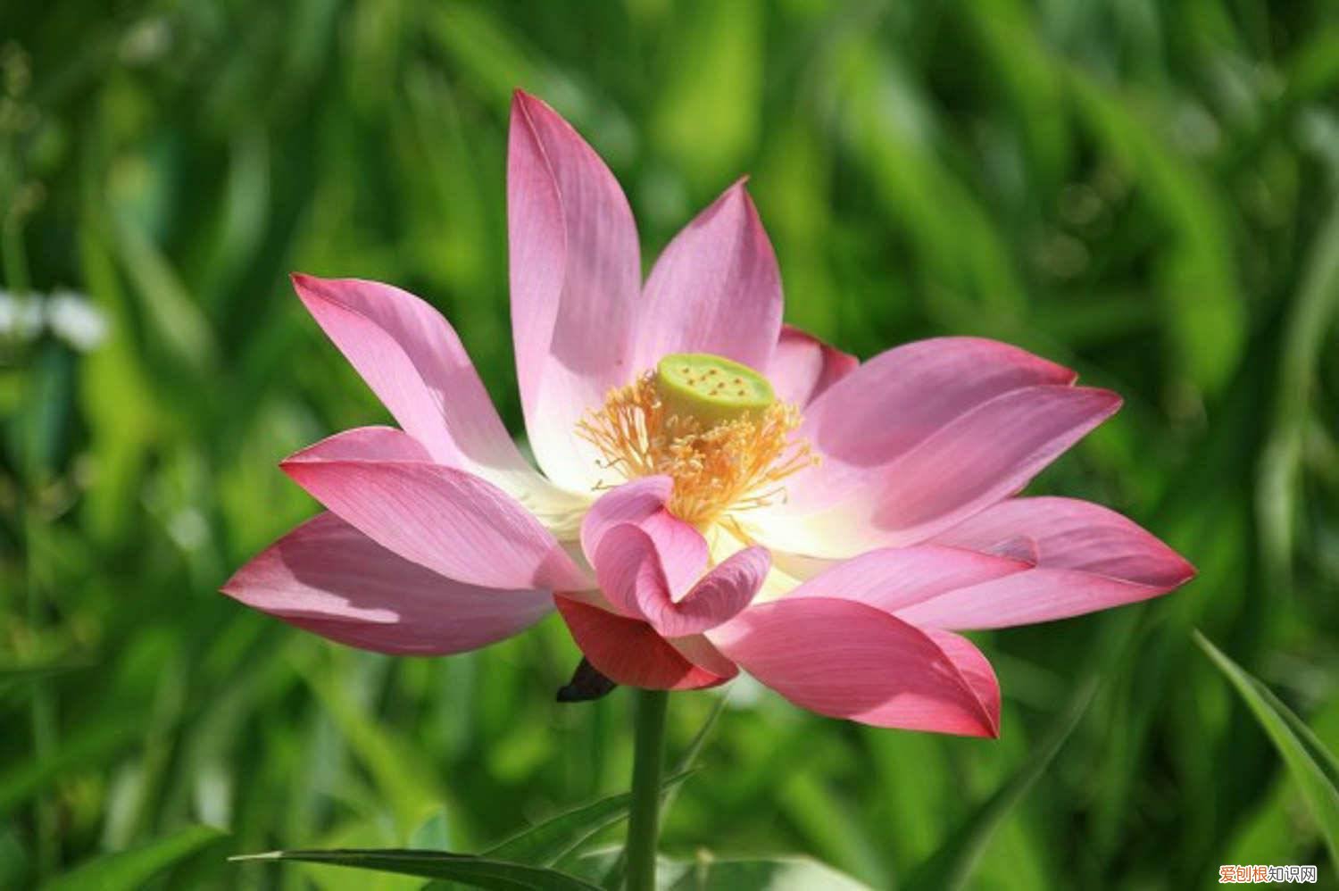 神话书说莲花怎么种 莲花怎么种