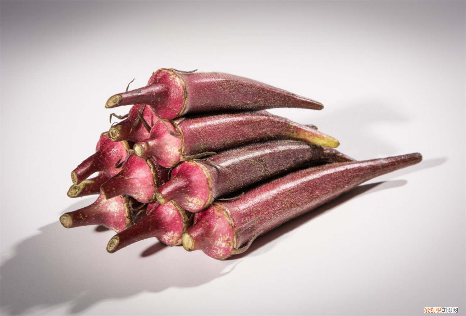 迷你世界新版秋葵怎么种 秋葵怎么种