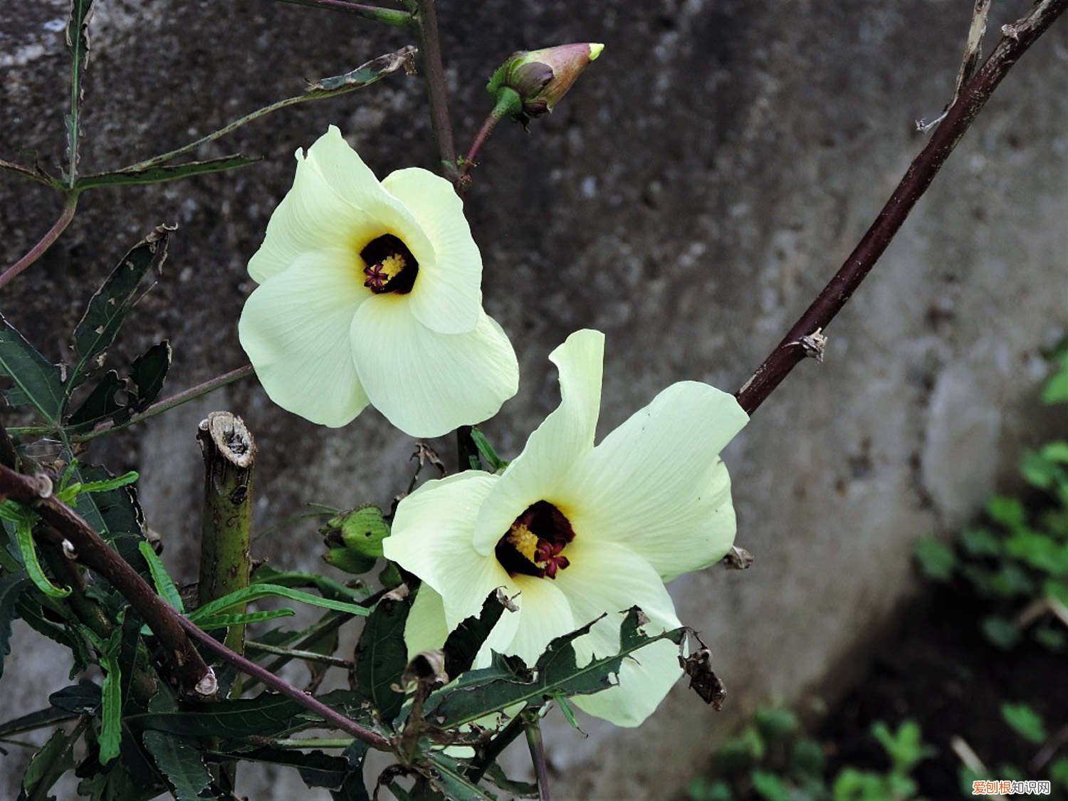 迷你世界新版秋葵怎么种 秋葵怎么种