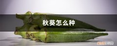 迷你世界新版秋葵怎么种 秋葵怎么种