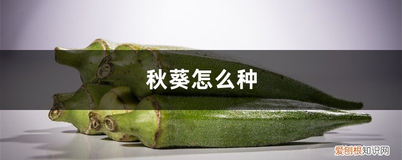 迷你世界新版秋葵怎么种 秋葵怎么种