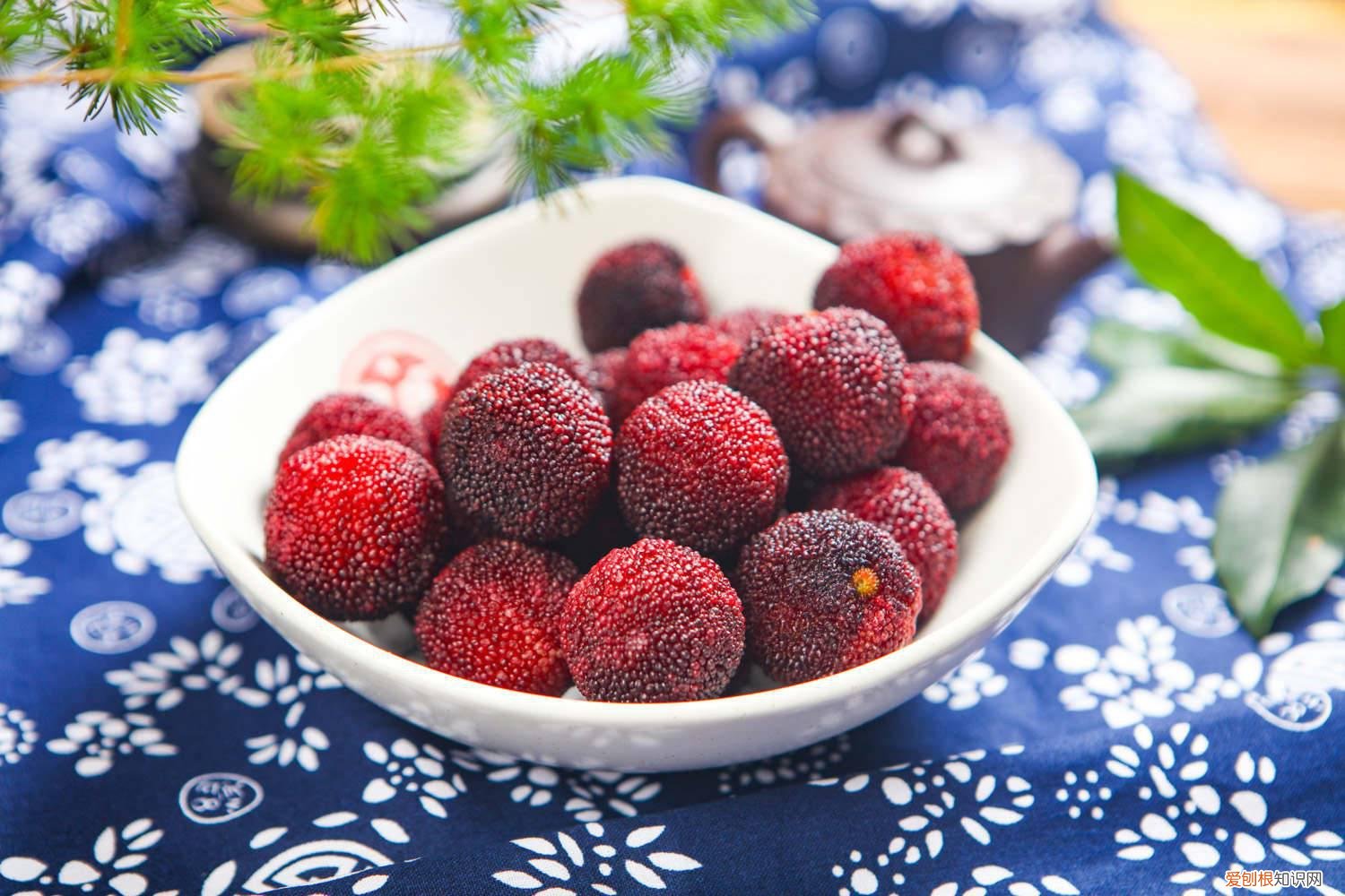 杨梅怎么繁殖 杨梅养殖方法，繁殖方法有哪几种