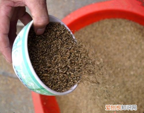 菠菜子有哪些功效与作用 哪些人不适合食用菠菜子