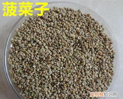 菠菜子有哪些功效与作用 哪些人不适合食用菠菜子