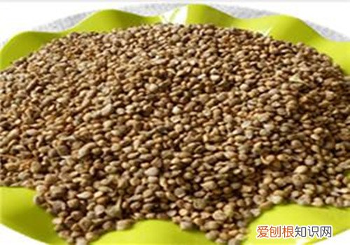 菠菜子有哪些功效与作用 哪些人不适合食用菠菜子