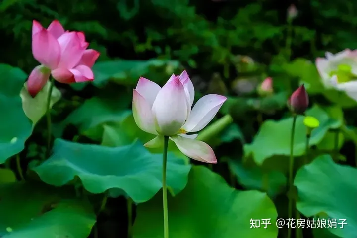 养花小知识一般养花,新手建议养什么花,有哪些需要注意的细节?