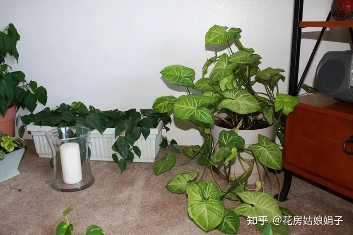 养花小知识一般养花,新手建议养什么花,有哪些需要注意的细节?