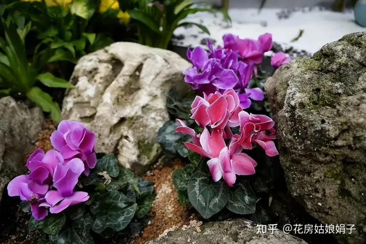 养花小知识一般养花,新手建议养什么花,有哪些需要注意的细节?