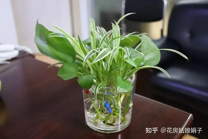 养花小知识一般养花,新手建议养什么花,有哪些需要注意的细节?