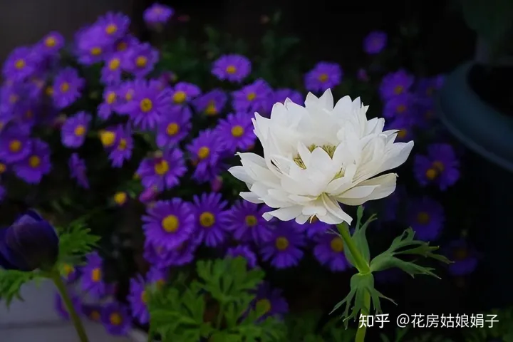 养花小知识一般养花,新手建议养什么花,有哪些需要注意的细节?