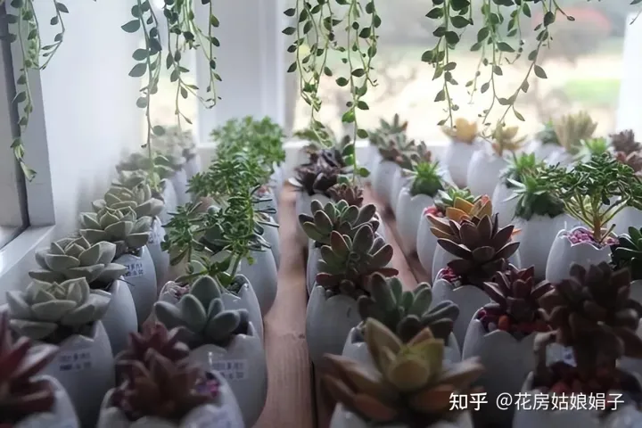 养花小知识一般养花,新手建议养什么花,有哪些需要注意的细节?