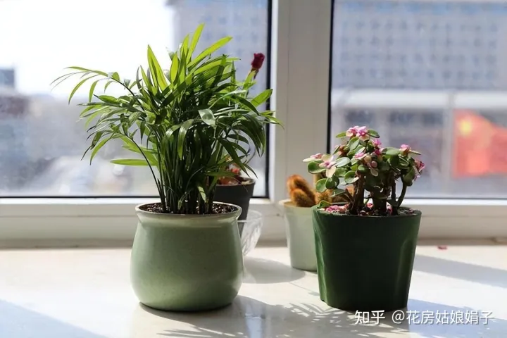 养花小知识一般养花,新手建议养什么花,有哪些需要注意的细节?