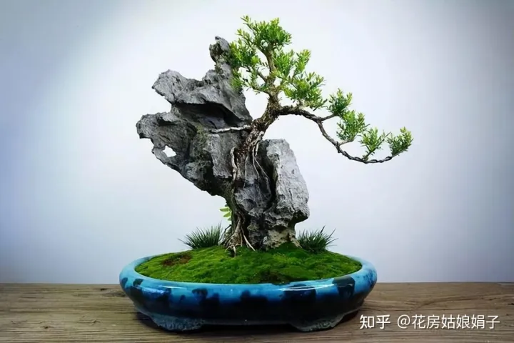 养花小知识一般养花,新手建议养什么花,有哪些需要注意的细节?