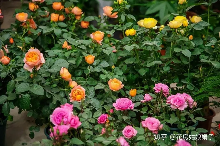 养花小知识一般养花,新手建议养什么花,有哪些需要注意的细节?