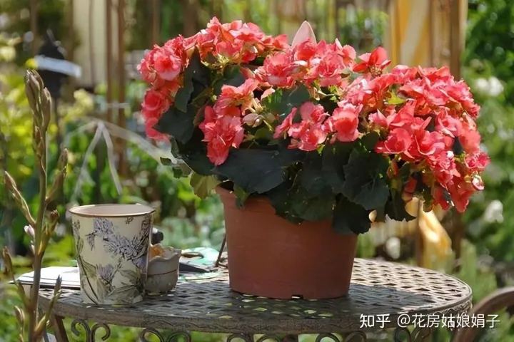 养花小知识一般养花,新手建议养什么花,有哪些需要注意的细节?