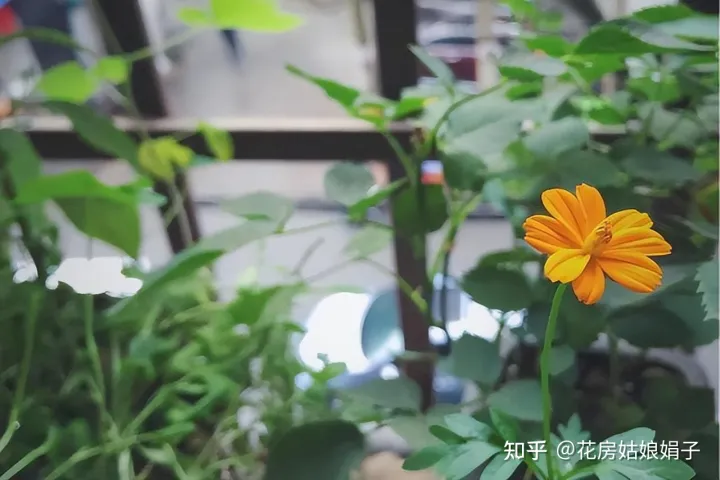 养花小知识一般养花,新手建议养什么花,有哪些需要注意的细节?