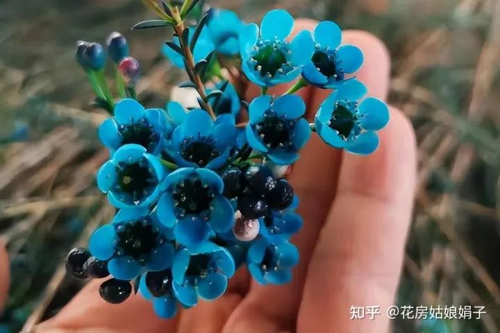 养花小知识一般养花,新手建议养什么花,有哪些需要注意的细节?