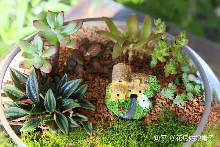 养花小知识一般养花,新手建议养什么花,有哪些需要注意的细节?