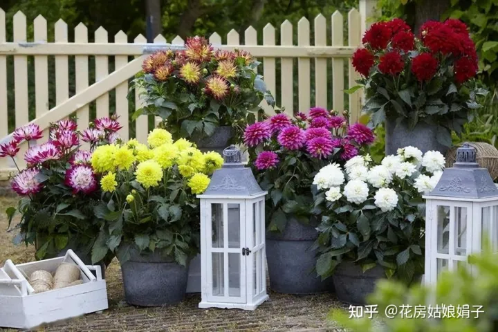 养花小知识一般养花,新手建议养什么花,有哪些需要注意的细节?