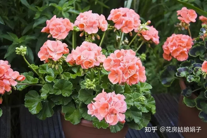 养花小知识一般养花,新手建议养什么花,有哪些需要注意的细节?