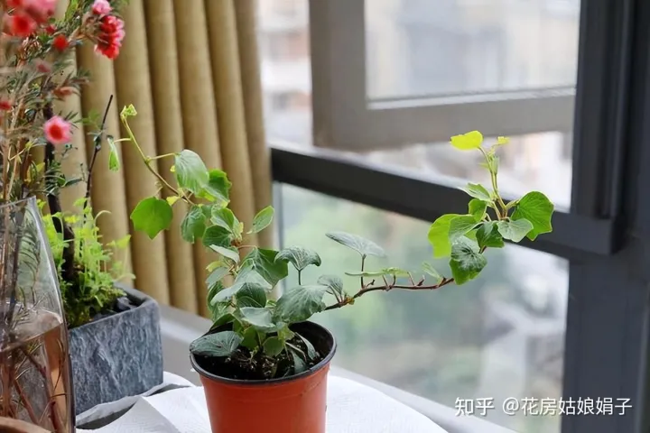 养花小知识一般养花,新手建议养什么花,有哪些需要注意的细节?