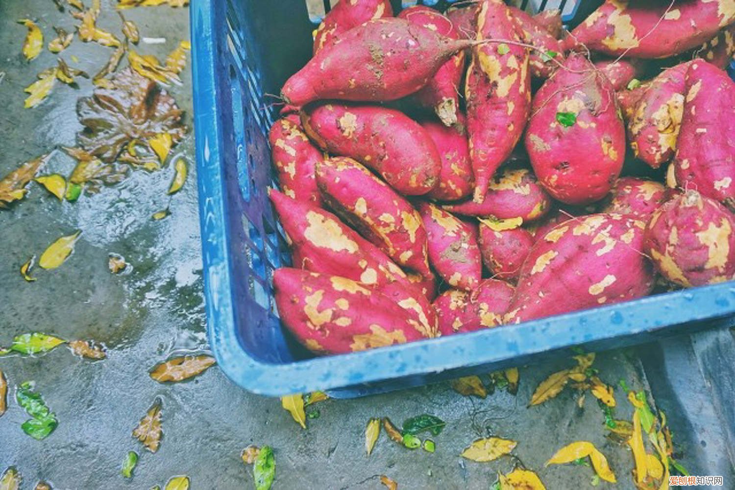 地瓜发芽了怎么种盆栽好 地瓜发芽了怎么种盆栽