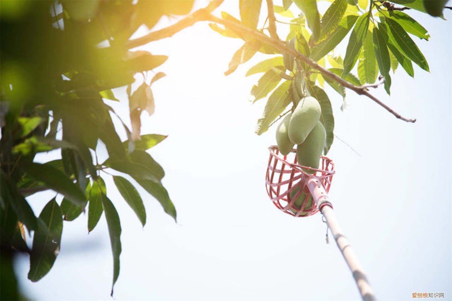 芒果种子怎么种