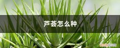芦荟怎么种活 芦荟怎么种