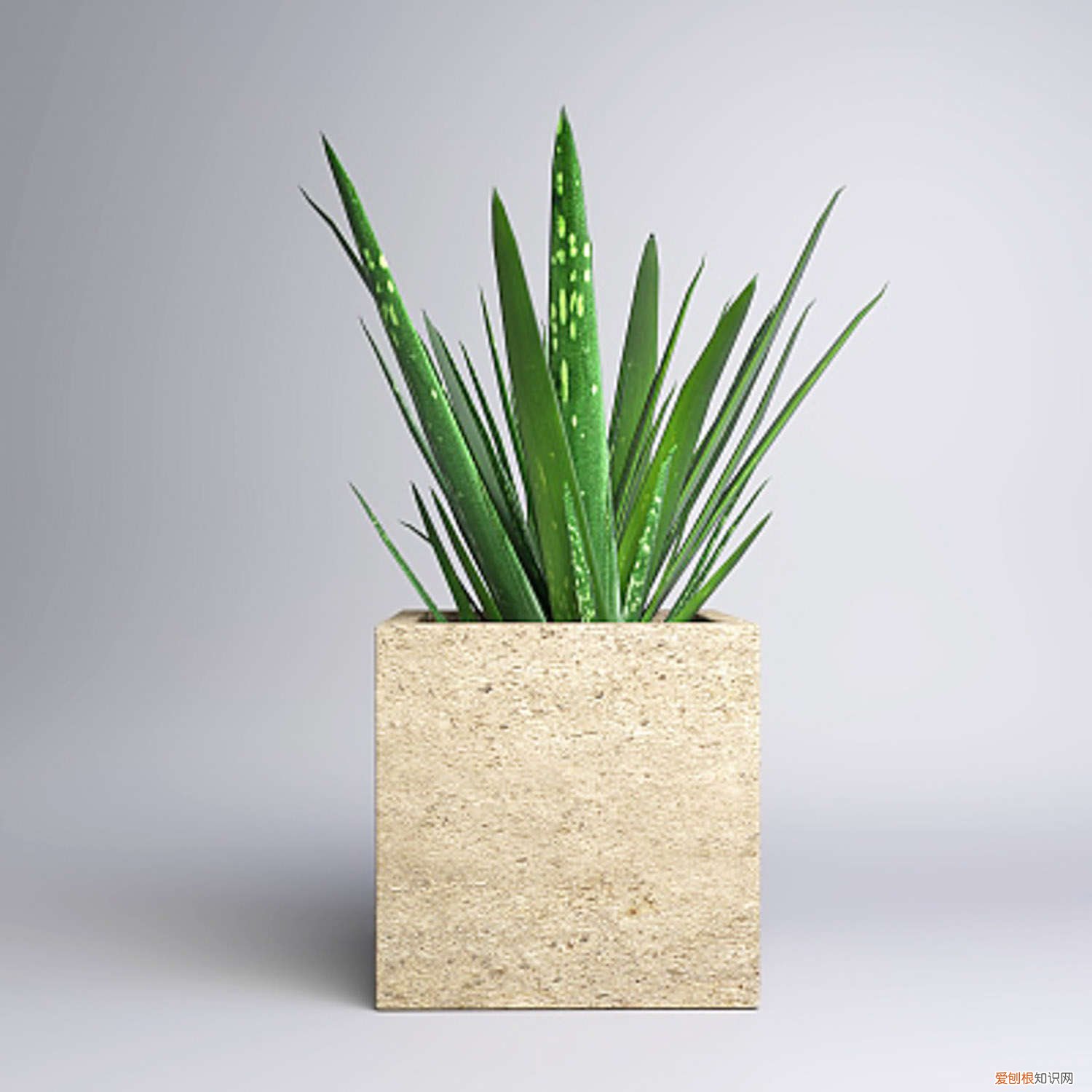 芦荟怎么种活 芦荟怎么种