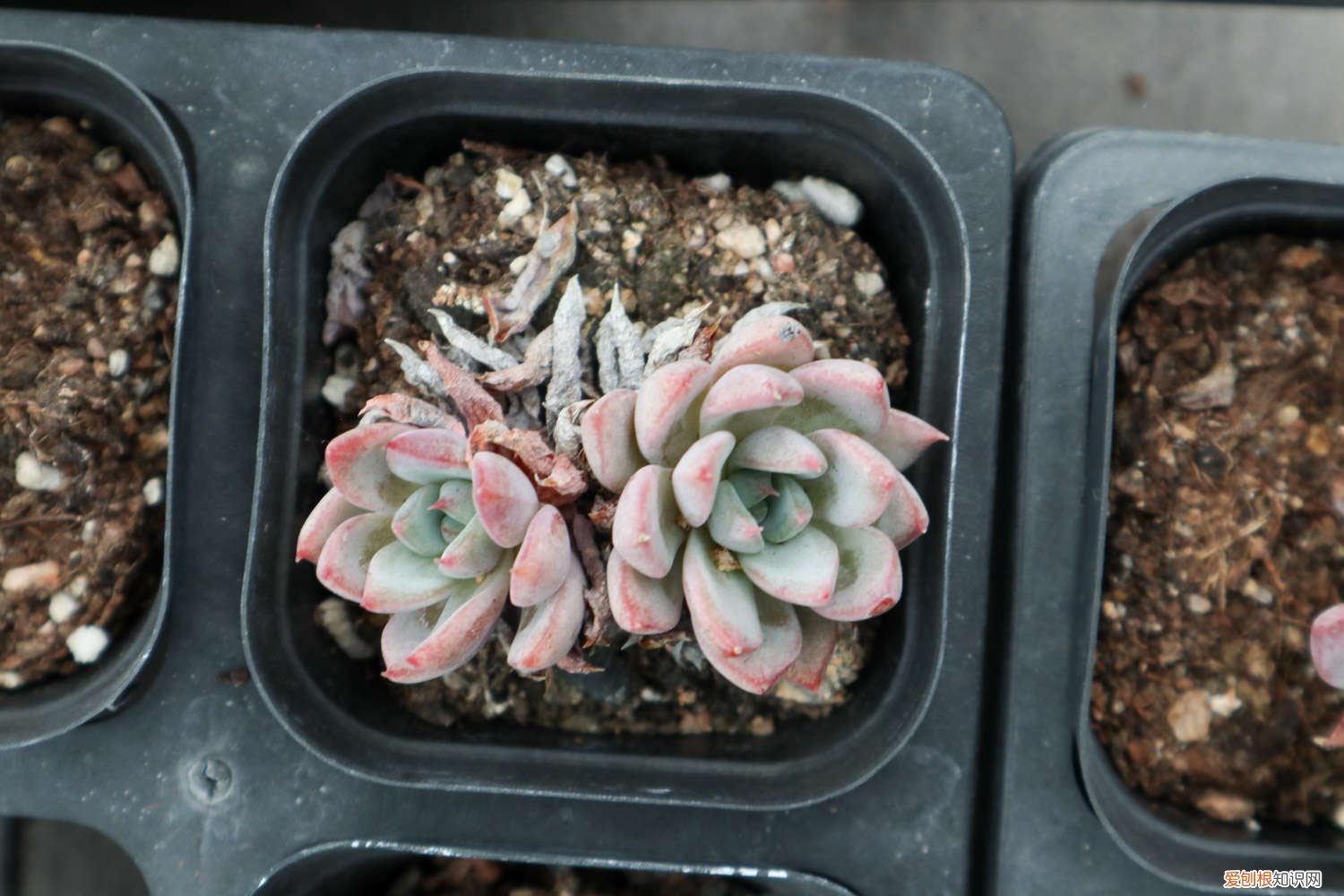 绿爪多肉开花 绿爪多肉怎么养，怎么繁殖