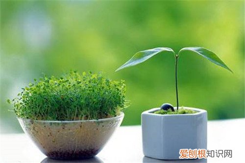 室内空气污染净化方法怎样净化室内空气好