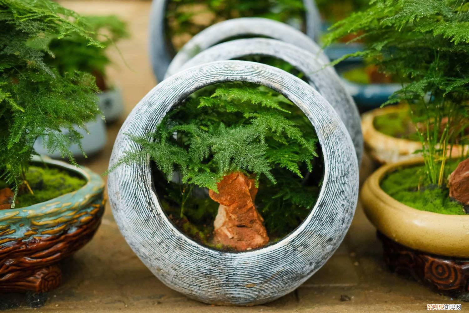 文竹长豆豆怎么会事 文竹长出小黑豆，邻居把它扔盆里，1个月长成小竹林！