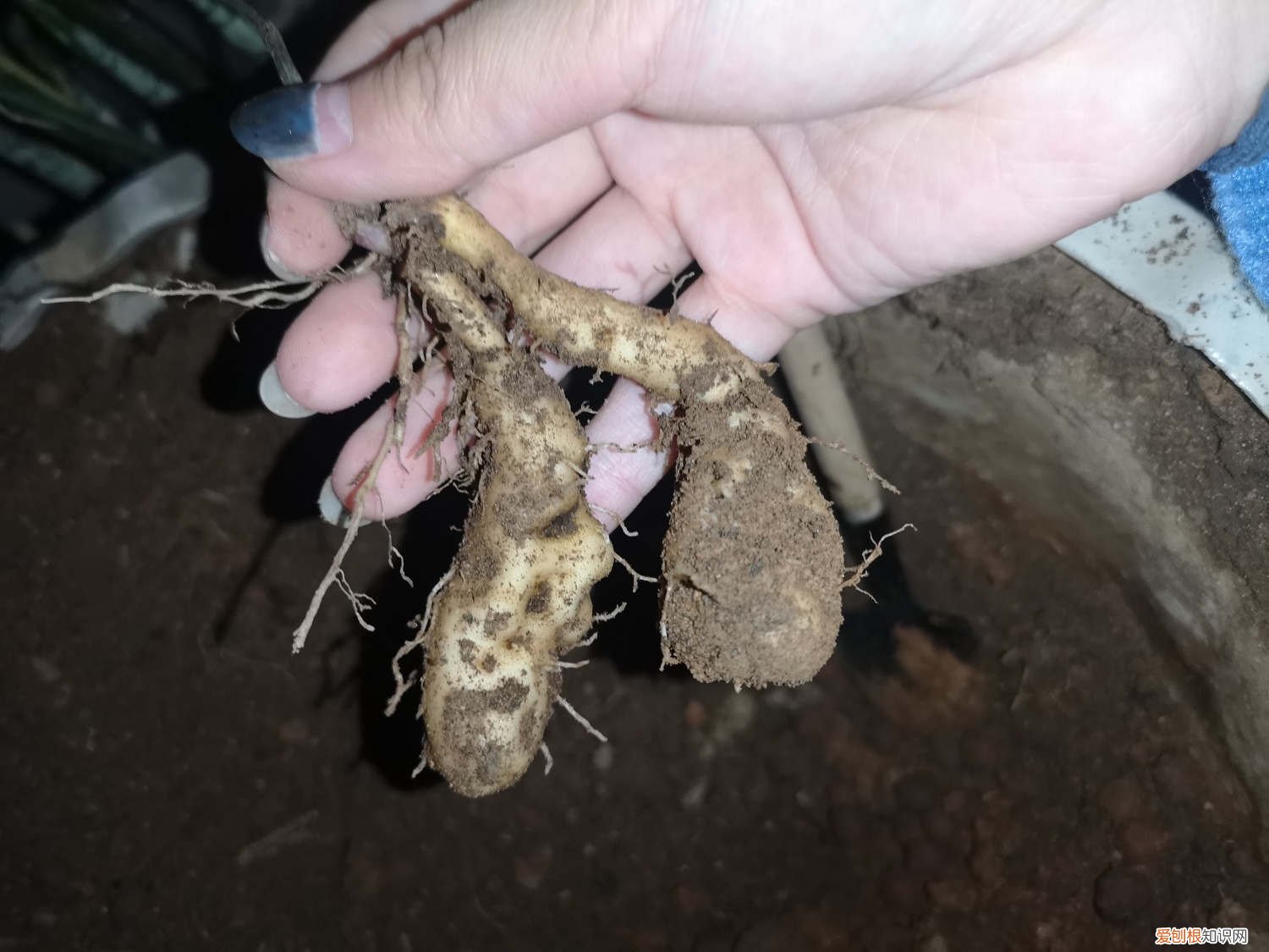 一节山药埋盆里，叶子呼呼爬满墙，来年挂满小豆豆！