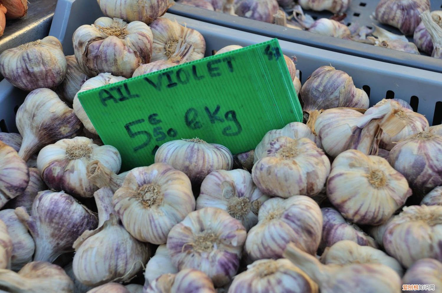 大蒜怎么种植盆栽视频 大蒜怎么种