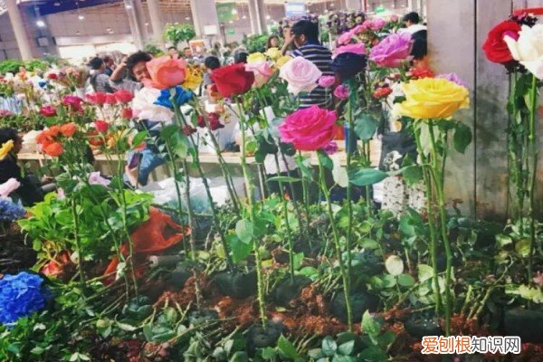 买花停不下来 买花一定要绕过这些坑，不然回家就死，肠子都要悔青了！