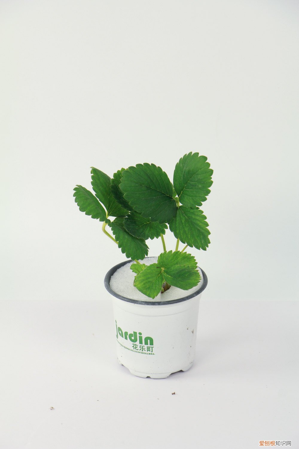 种草莓方法技巧 怎么种草莓技巧