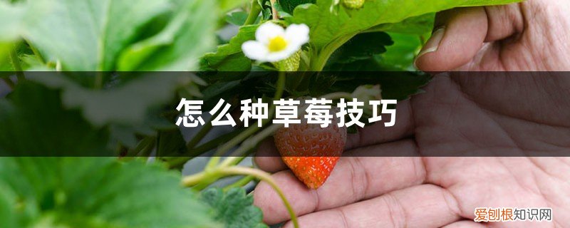 种草莓方法技巧 怎么种草莓技巧